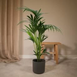 Palmier Kentia Xl - H120cm, ø24cm - Très Grande Plante D'intérieur -Flora Soldes 747cd569827c7fc8