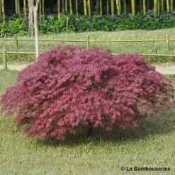 L'Acer Palmatum Dissectum Inaba Shidare : Pot 15L -Flora Soldes 748214 001