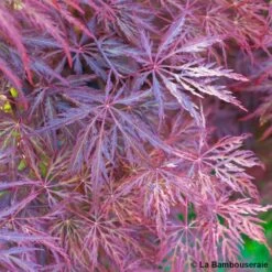 L'Acer Palmatum Dissectum Inaba Shidare : Pot 15L -Flora Soldes 748214 002
