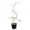 L'Acer Palmatum Dissectum Inaba Shidare : Pot 15L -Flora Soldes 748214 2076232