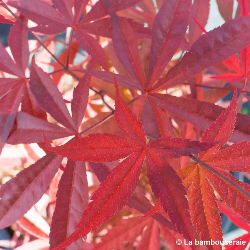 Acer Palmatum ‘Atrolineare’ C7L H.60/80cm 3 Acer Palmatum ‘Atrolineare’ C7L H.60/80cm – Image 2