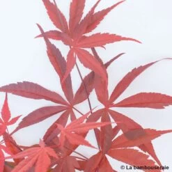 Acer Palmatum ‘Atrolineare’ C7L H.60/80cm 10 Acer Palmatum ‘Atrolineare’ C7L H.60/80cm -Flora Soldes 748246 004