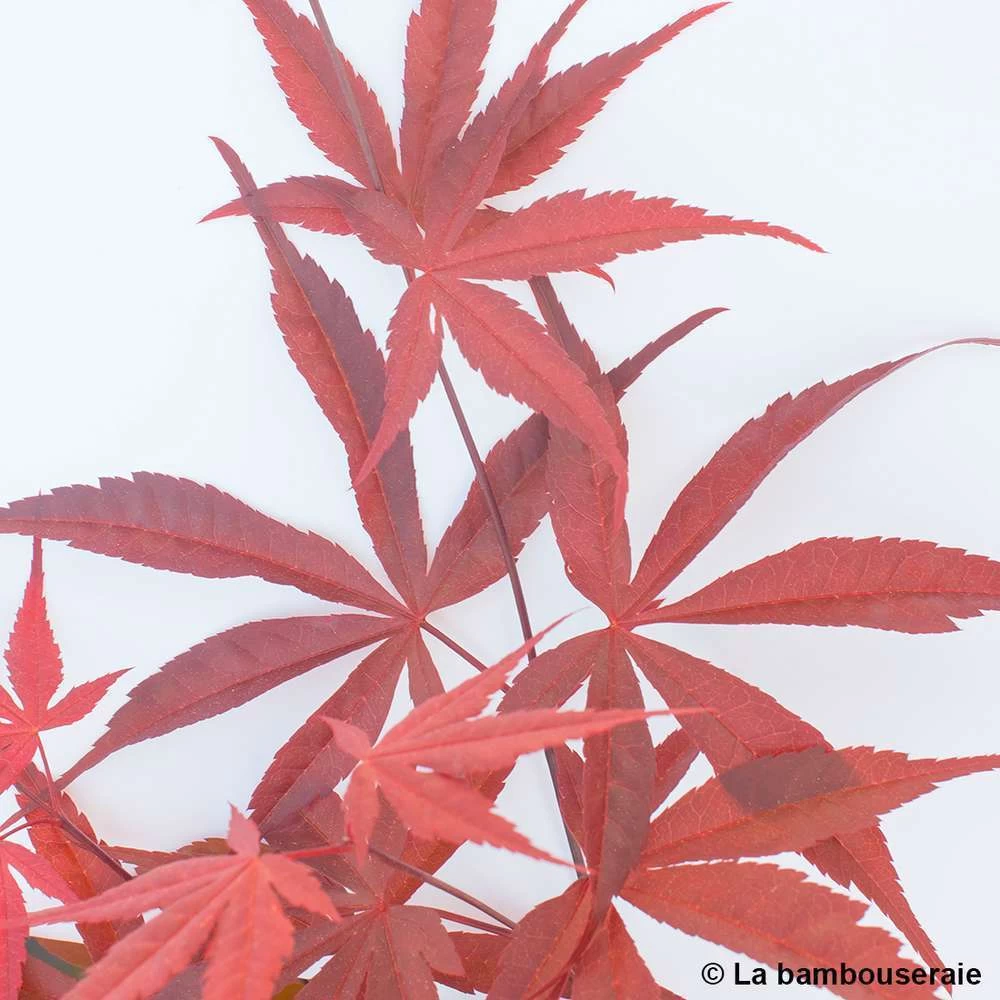 Acer Palmatum ‘Atrolineare’ C7L H.60/80cm 6 Acer Palmatum ‘Atrolineare’ C7L H.60/80cm – Image 5