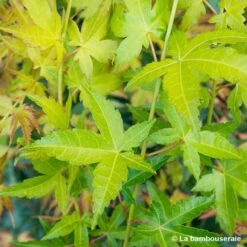 Acer Palmatum Shirasawanum Aureum C7L H.60/80cm -Flora Soldes 748251 001