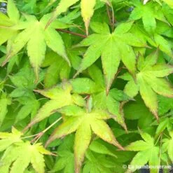 Acer Palmatum Shirasawanum Aureum C7L H.60/80cm -Flora Soldes 748251 002