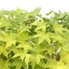 Acer Palmatum Shirasawanum Aureum C7L H.60/80cm -Flora Soldes 748251 2120238