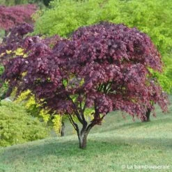 Acer Japonicum 'Palmatum Blood Good' C30L H.100/125cm -Flora Soldes 748254 001