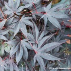 Acer Japonicum 'Palmatum Blood Good' C30L H.100/125cm -Flora Soldes 748254 003