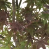 Acer Japonicum 'Palmatum Blood Good' C30L H.100/125cm -Flora Soldes 748254 2120241