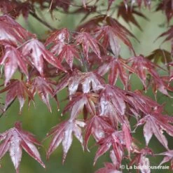 Acer Japonicum 'Palmatum Blood Good' C7L H.60/80cm -Flora Soldes 748257 002