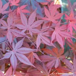 Acer Japonicum 'Palmatum Blood Good' C7L H.60/80cm -Flora Soldes 748257 004