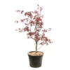 Acer Japonicum 'Palmatum Blood Good' C7L H.60/80cm -Flora Soldes 748257 2076262