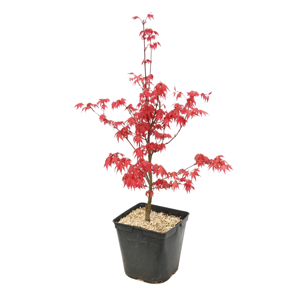 Acer Palmatum "Deshojo" C3L H.40/60cm 3 Acer Palmatum "Deshojo" C3L H.40/60cm