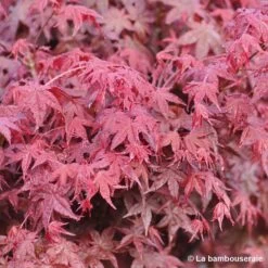Acer Palmatum "Deshojo" C7L H.60/80cm -Flora Soldes 748264 001