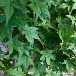 Acer Palmatum "Deshojo" C7L H.60/80cm -Flora Soldes 748264 002
