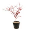 Acer Palmatum "Deshojo" C7L H.60/80cm -Flora Soldes 748264 2076268