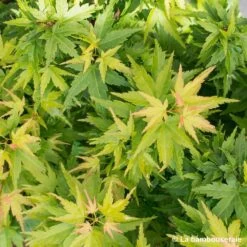 Acer Palmatum 'koto Hime' : C5L H.30/40cm -Flora Soldes 748272 001