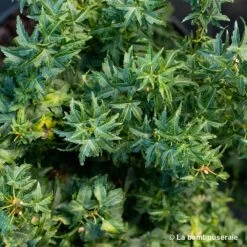 Acer Palmatum 'koto Hime' : C5L H.30/40cm -Flora Soldes 748272 002