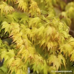 Acer Palmatum 'Orange Dream' :C3L H.40/60cm 7 Acer Palmatum 'Orange Dream' :C3L H.40/60cm -Flora Soldes 748280 001