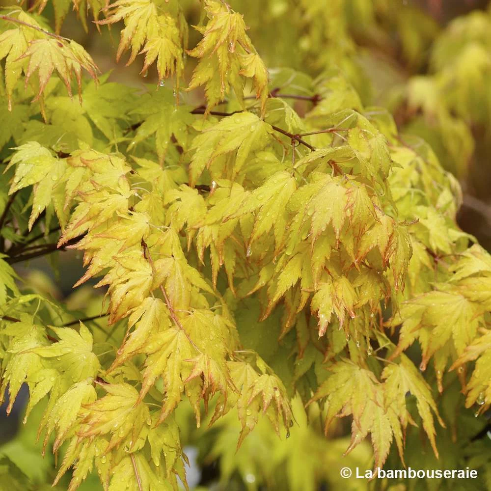 Acer Palmatum 'Orange Dream' :C3L H.40/60cm 5 Acer Palmatum 'Orange Dream' :C3L H.40/60cm - Image 3
