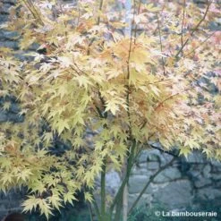 Acer Palmatum 'Orange Dream' :C3L H.40/60cm 6 Acer Palmatum 'Orange Dream' :C3L H.40/60cm -Flora Soldes 748280 002