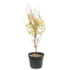 Acer Palmatum 'Orange Dream' :C7L H.60/80cm -Flora Soldes 748282 2076280