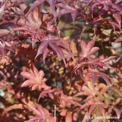 Acer Palmatum Skeeter's Broom :C7L H.60/80cm -Flora Soldes 748303 002