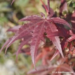 Acer Palmatum Skeeter's Broom :C7L H.60/80cm -Flora Soldes 748303 003