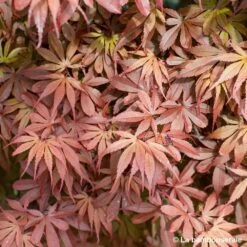 Acer Palmatum Skeeter's Broom :C7L H.60/80cm -Flora Soldes 748303 004