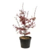 Acer Palmatum Skeeter's Broom :C7L H.60/80cm -Flora Soldes 748303 2076214