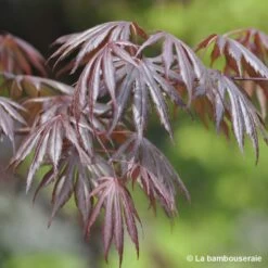Acer Palmatum Trompenburg :C3L H.40/60cm 8 Acer Palmatum Trompenburg :C3L H.40/60cm -Flora Soldes 748306 001
