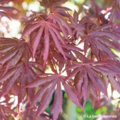 Acer Palmatum Trompenburg :C3L H.40/60cm 11 Acer Palmatum Trompenburg :C3L H.40/60cm -Flora Soldes 748306 004