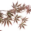 Acer Palmatum Trompenburg :C3L H.40/60cm -Flora Soldes 748306 2120262