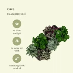 Box 3 Plantes D'intérieur - H20cm, ø12cm - Plantes D'intérieur -Flora Soldes 7484875134665985