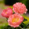 Botte De 3 Pivoines Coral Sunset H.50cm 2 Botte De 3 Pivoines Coral Sunset H.50cm -Flora Soldes 748903 1304392