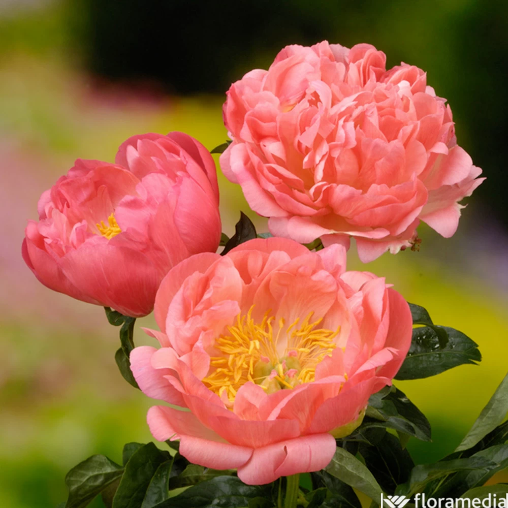 Botte De 3 Pivoines Coral Sunset H.50cm 3 Botte De 3 Pivoines Coral Sunset H.50cm