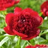Botte De 3 Pivoines Red Charm H.50cm -Flora Soldes 748907 1304401
