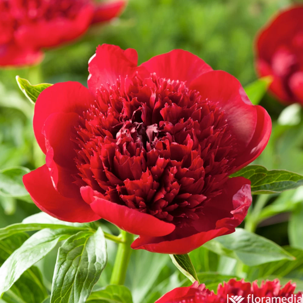 Botte De 3 Pivoines Red Charm H.50cm 3 Botte De 3 Pivoines Red Charm H.50cm