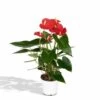 Anthurium Rouge - H40cm, ø12cm - Plante D'intérieur -Flora Soldes 749ee514bb5c3547