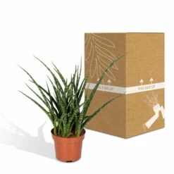 Sansevieria Fernwood Punk - H30cm, ø12cm - Plante D'intérieur Sans Entretien -Flora Soldes 74e4a547941876d2