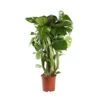 Philodendron Monstera : Tuteur Mousse -Flora Soldes 750196 005