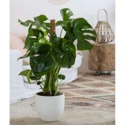 Philodendron Monstera : Tuteur Mousse -Flora Soldes 750196 006