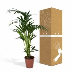 Palmier Kentia Xl - H120cm, ø24cm - Très Grande Plante D'intérieur -Flora Soldes 76b6a7621aa76fe2