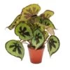Leaf Begonia - Begonia Masoniana Mountain - Feuilles Brunes Avec Des Marques - Pot De 15cm -Flora Soldes 781eab3936fe0bea