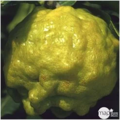 Combava H140/160cm : C35L -Flora Soldes 784976 001