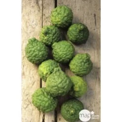 Combava H140/160cm : C35L -Flora Soldes 784976 003