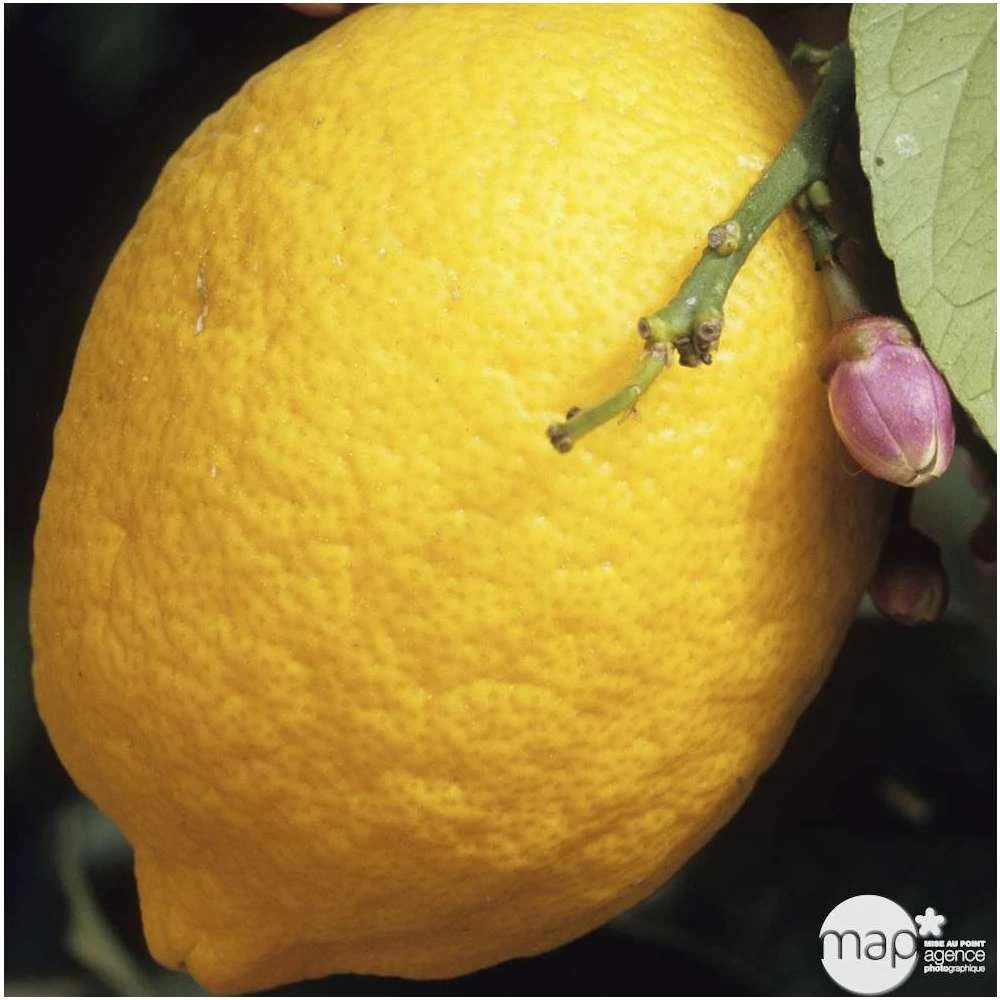 Citronnier 4 Saisons H.140/160cm : C35L 3 Citronnier 4 Saisons H.140/160cm : C35L