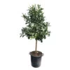 Citronnier Rouge (Osbeck) : H.140/160cm Pot 35L -Flora Soldes 784979 1765252