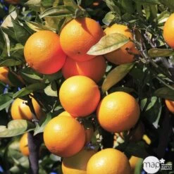 Oranger : H.140/160cm C35L -Flora Soldes 784983 001