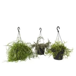 Rhipsalis Mix : Suspension D17cm -Flora Soldes 789740 001